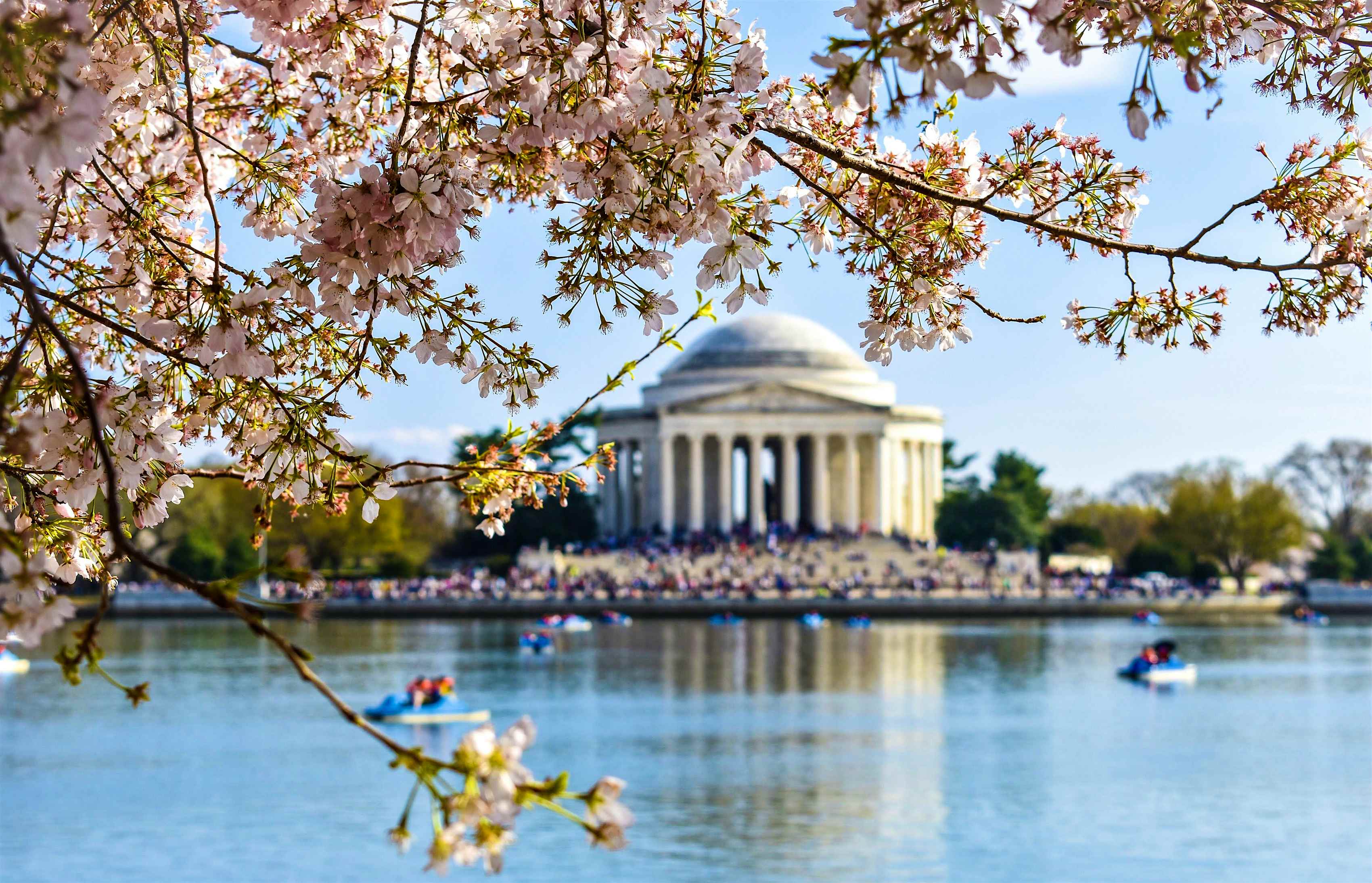 The top 10 places to see cherry blossoms in the US Lonely